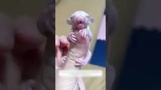A girl saved the life of a tiny cub, and it grew into an unusual animal.