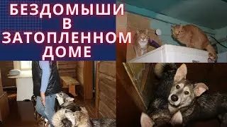 Затоплен дом Собаки на стульях Кошки на холодильнике