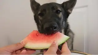 ASMR Dogs Try Watermelon