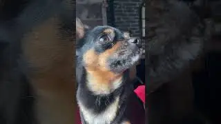 SHE IS SO CUTE #chorkie #dog #clover #dancesong #cat #cutepuppy #dancesongs #blowup #puppy #sleepy