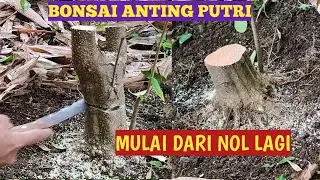 BONSAI ANTING PUTRI MULAI DARI NOL LAGI !!!
