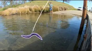 Bring your SENKO game to the next LeveL!!! (Catch more fish on the Delta then all of your friends!)