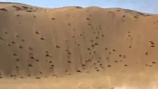 crazy climbing thehill