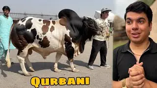 Qurbani Ka Dosra Janwar Ly Lea 😍 