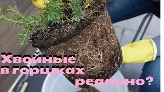 Хвойные растения в горшках. Как ухаживать. Спасаем хвойные
