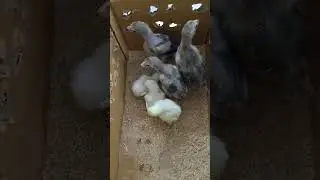 White Shamo | Blue Shamo chicks