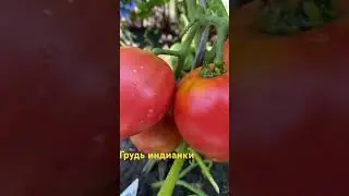 Грудь индианки #огород #овощи #дача #помидоры #томаты #семена