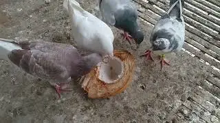 Buko salad Ang patuka nila | Takaw pala nila sa butong 😱