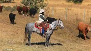Cattle Farme Animal and Farmer