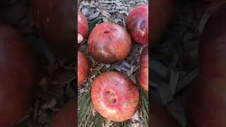 НОВИНКА у меня на грядке.. Очень красивый томат УБЕЖДЕНИЕ