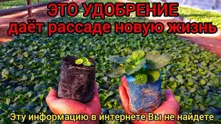 ЭТО УДОБРЕНИЕ ЭФФЕКТИВНЕЕ ЧЕМ ТОННА НАВОЗА. Для любой рассады 🌱 которая сидит жёлтая и не растёт.🔒🔑🔓