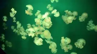 Jellyfish Dance