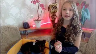 Как приучить к одежде?/Собака и одежда/Лёгкий способ приучить собаку к одежде/Той- терьер Тайсон.
