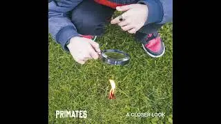 Primates - A Closer Look (Official Audio)