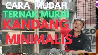 Cara Mudah Ternak Murai Batu Pemula Agar Sukses di Kandang Minimalis