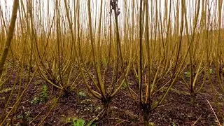Agro Saúde e Cooperação - Produção de Vime em SC