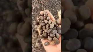 Fishtail palm seeds available #palmseeds #farming 9404859445, 7020485737, 8605486471