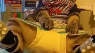КоТ АлкаШ горе в Семье 😂