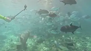 Nurse sharks snorkelling 🤿 #shortvideo #travel