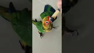 parrot hand feeding 🤤 