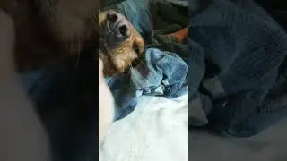 when I try to wake my dog up