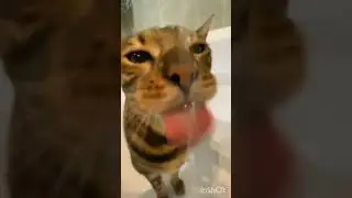 КОТЬ💖