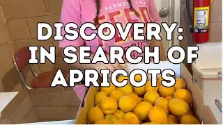 Discovery: In Search of Apricots