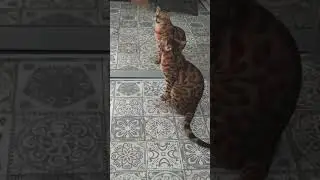 как мяукает бенгальский кот