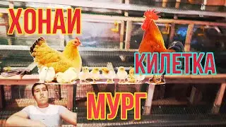 КИЛТКА МУРГ ДАР ДЕХА