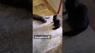 Кот Оскар и "Джентельмены удачи" 🤣 #кот #оскар #cat