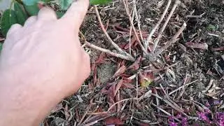 Рододендроны! Мои неудачи!