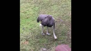 Animal Kingdom Lodge Ostriches
