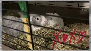 Mother daughter at breakfast, bunny family, Bandziorka and Kluska #fyp #cutebunny #breakfast