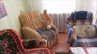 Рыжий кот Барсик опять играет с мешочком и ковром