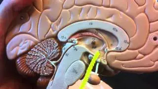 brain anatomy