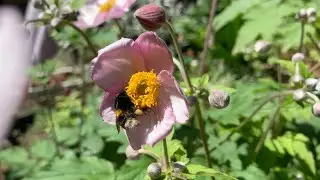Bees and Anemones