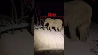 giant elephant #specialeffects #animals