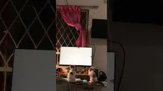 #videolucubikinngakakterbaru #kucing #kucinglucu #anabul #catlover #catlovers #funnyvideo #funny