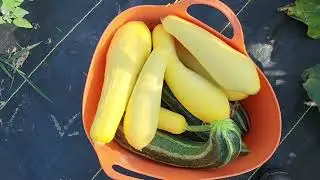Garden Goodies!