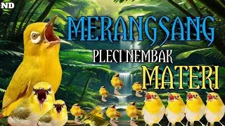 masteran pleci malam hari !! Agar pagi hari pleci nembak Materi