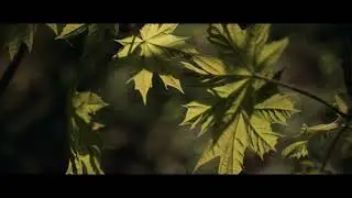 Hior Chronik - We will grow up together