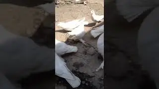 Андижанский голуби Андижон зотли кабутарлари андижондан томоша