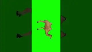 Camel green Screen animation video
