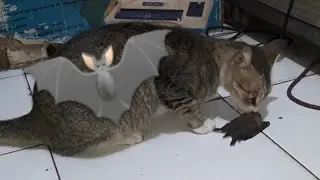 Cat Having Dinner With Bat