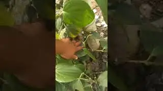 Algumas dúvidas sobre a moringa