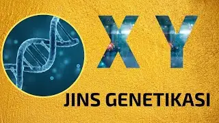 JINS GENETIKASI | BIOLOGIYA | VIDEODARS