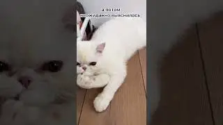 Обман#котики#тренды#рекомендации#shorts#обман