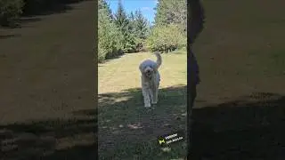 Golfing Buddy Dog loves to fetch the Golf Balls #goldendoodle #golf #dog #cutedog cutedog