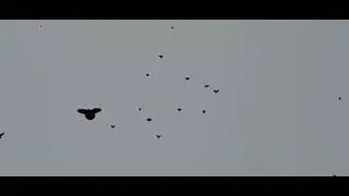 29 ноября 2022 г.
