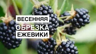 ОБРЕЗКА ЕЖЕВИКИ ВЕСНОЙ
